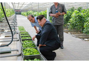 揭秘朝鮮網購新潮流 電子產品批發(fā)悄然興起